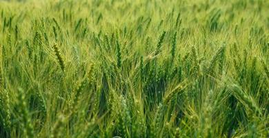 Green barley fields photo