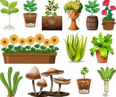 Set of different plants in pots isolated on white background vector