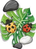 Top view of ladybug on monstera leaf isolated vector