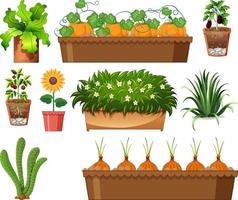Set of different plants in pots isolated on white background vector