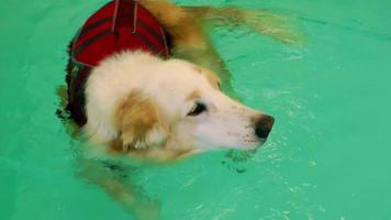 el perro nadando en una piscina video