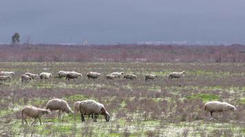 Sheep in Nature video