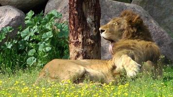 lion sauvage dans la nature video