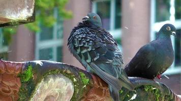 pigeons se baignant au bord d'une fontaine video