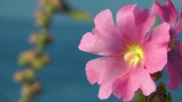 rosa blommor i vinden video