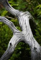 Twisted gray branch photo