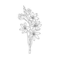 Hand drawn schizostylis flowers and leaves drawing illustration isolated on white background. vector