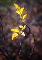 Yellow leaves of a wild rose photo