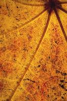 textura de hoja de otoño foto