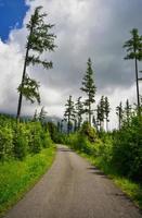 Asphalt road through a mountain forest photo