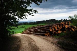 Wooden log pile photo