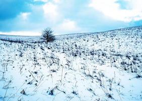 Winter landscape with a tree photo