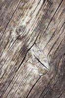 Old weathered wood photo