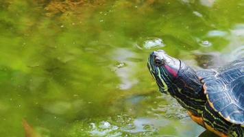 Turtle Blinking in a Green Lake