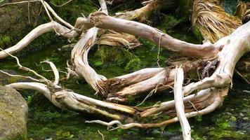 das Bachwasser und die trockenen Wälder video