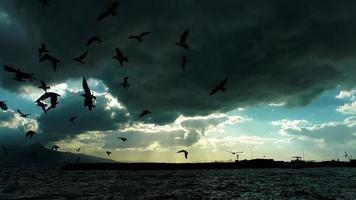 gaviotas recortadas y el mar bajo nubes oscuras video