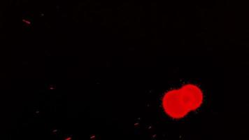 gouttes de sang rouge sur fond noir video