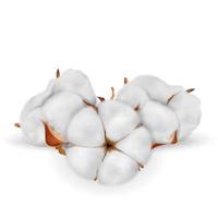 Cotton flowers detailed photo realistic vector set