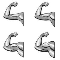 Different arms with contracted biceps. Illustration of muscles in engraving style. vector