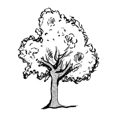 Ash Tree Drawing