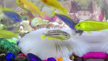 kleine süße Fische im Aquarium video