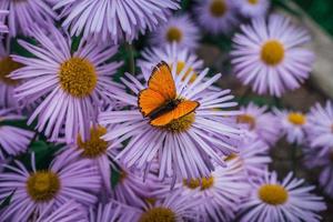 Vibrant orange butterfly sitting on pink aster flowers