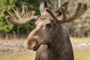Close-up of a large male moose buck with large antlers photo