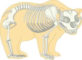 Skeleton Anatomy of wild bear isolated vector