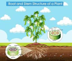 Diagrama que muestra la estructura de la raíz y el tallo de una planta. vector
