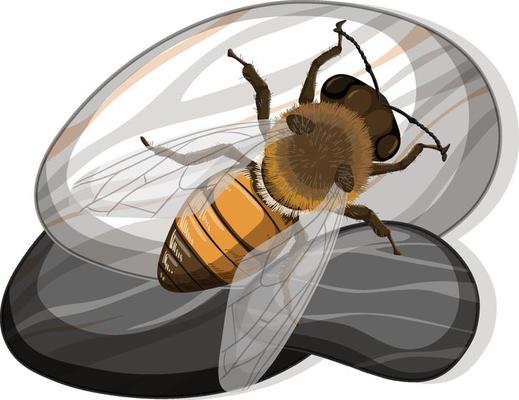 Top view of bee on a stone on white background