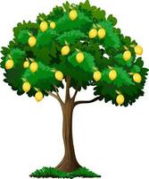 Lemon tree isolated on white background vector