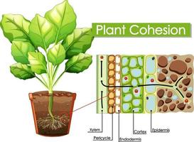 diagrama que muestra la cohesión vegetal vector