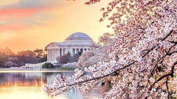 Jefferson Memorial durante el festival de los cerezos en flor foto