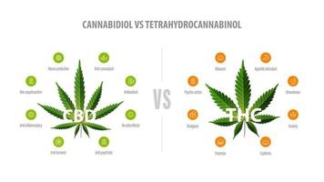 White banner with comparison CBD and THC. CBD vs THC, list of differences with icons and green leafs of cannabis and hemp. vector