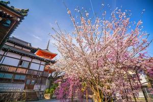 templo kiyomizu-dera y temporada de flor de cerezo primavera en kyoto foto