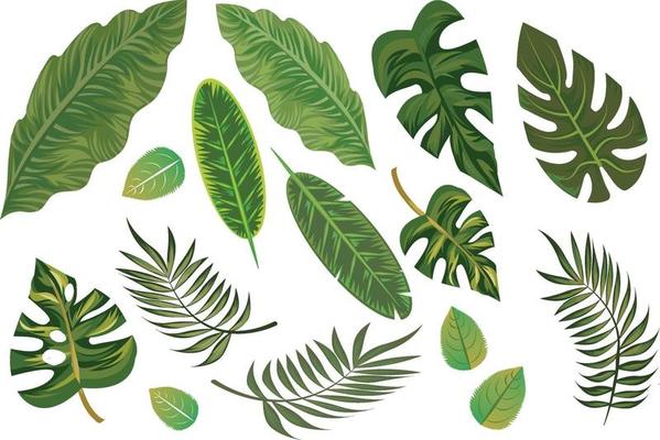 isolated hand drawn tropical leafs elements