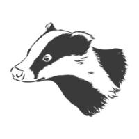 Badger sketch drawing isolated on white background. badger vector sketch on white background