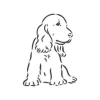 dog breed Cocker Spaniel muzzle, sketch vector graphics black and white drawing