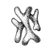 bacterias bifidobacterias probióticas dibujadas a mano. Buen microorganismo para la regulación de la salud y la digestión humana. ilustración vectorial en estilo boceto