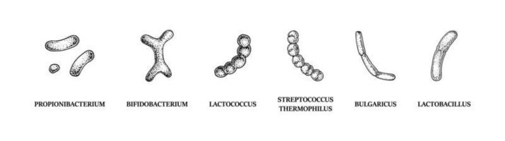 Set of hand drawn probiotics bacterias lactococcus, lactobacillus, bulgaricus, bifidobacterium, propionibacterium, streptococcus. Vector illustration in sketch style