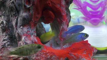 Fische, die im Aquariumwasser schwimmen video