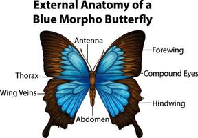 Anatomía externa de una mariposa morpho azul sobre fondo blanco. vector