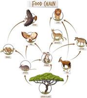 concepto de diagrama de cadena alimentaria vector