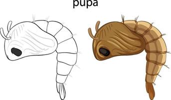 pupa en color y doodle aislado vector