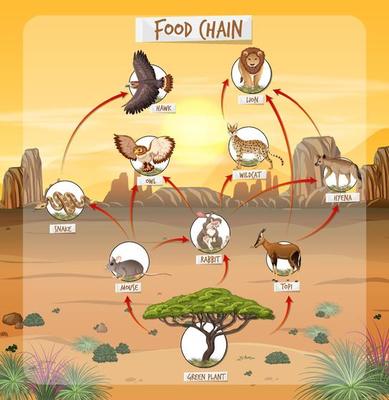 Animal Food Chain Vector Art, Icons, and Graphics for Free Download Biology Diagrams