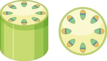 elementos del sistema de tejido vascular en plantas vector