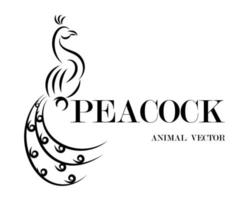 Peacock line art vector eps 10