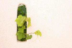 Grape leaves decorating the wall outdoor, sticking out of the hole photo