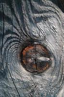 Knot on weathered wood photo