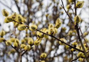 Yellow blooming willows photo